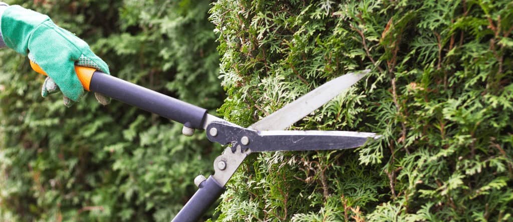 Entreprise d'élagage pour taille de haie à Couy (18) Bûcheron pour couper et abattre arbres et arbustes à Couy (18)