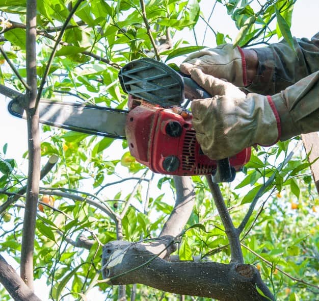 Elagueur paysagiste pour élaguer arbres à Grenoble (38)