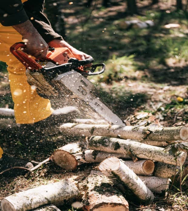 Taillage et élagage d'arbres à Couy (18) Entreprise d'élagage à Couy (18)